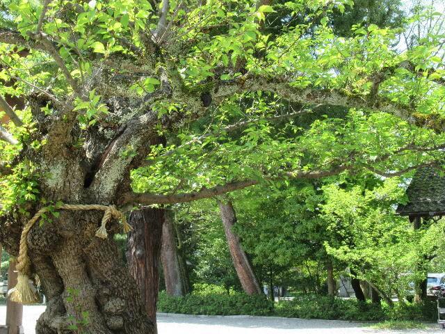 射水神社紅梅