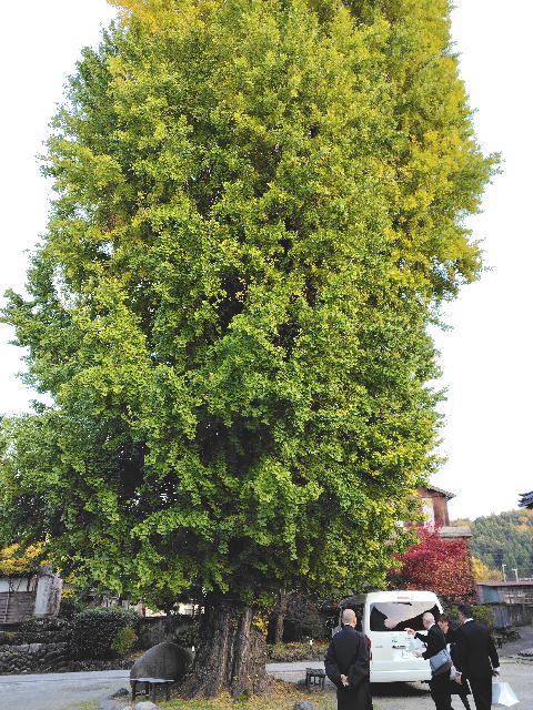 いちょうの大木